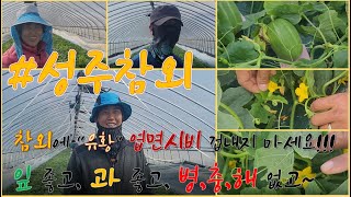 #성주참외 참외에 