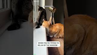 Fat Cat cries like a human - Best Highlights 😻 Cute Overload!
