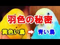 【セキセイインコ】どうして黄色い鳥から青い鳥が生まれるの ? その逆はありません !!