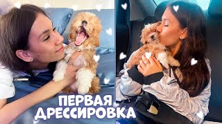 картинка: Первая ДРЕССИРОВКА ЩЕНКА / наигралась и уснула❤️🥰