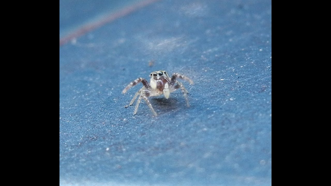 Grey Jumping Spider YouTube