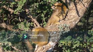 Two African ground squirrels on the field