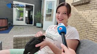 Kuikentje Pico Krijgt Een Tweede Kans Bij Verzorgingstehuis Vegelin State