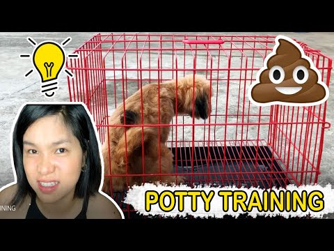 Video: Paano Sanayin Ang Isang English Bulldog