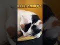 888Hz | 猫が潜在意識から安らぐ音楽 | 猫のお留守番のための周波数｜猫の不安を取り除く528Hz+888Hz.Cat Healing Special Frequency #shorts