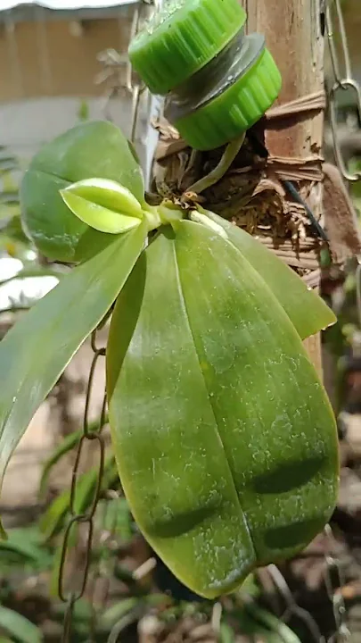 ESSE ADUBO SALVOU MINHAS ORQUÍDEAS! watzap⏩43-991392848