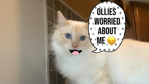 Video 11562251: cats kitten birman, cat kitten funny