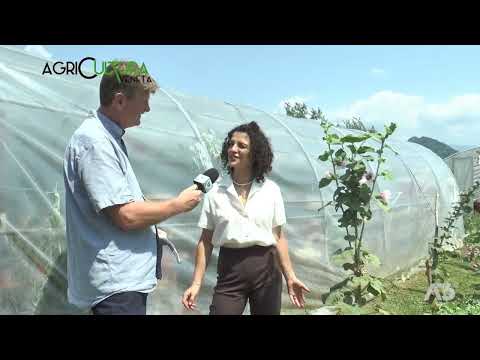 AGRICULTURA VENETA  | 23/07/2023