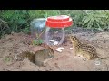 എങ്ങനെ എളുപ്പത്തിൽ അണ്ണാനെ  പിടിക്കാം How to maiking squirrel trap with plastice bottel