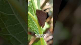 planthopper ricaniidae #photography #insects #macroperfection #shorts #fyp #youtube #wildlife