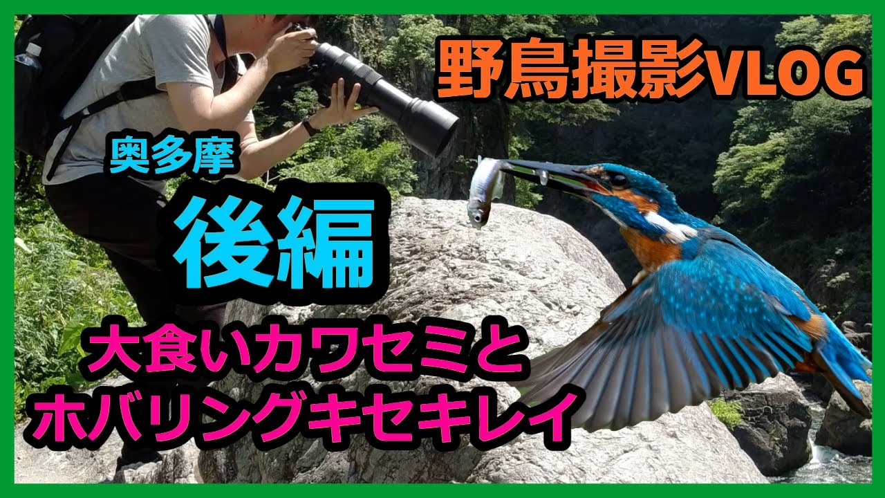 夕映えの斑鳩の里 野鳥撮影Vlog 奥多摩方面を歩く一泊二日旅（後編） | 奥多摩湖