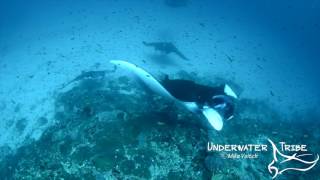 Manta Rays at a Cleaning Station