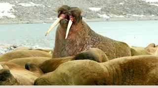 The Real Story Behind Walrus by Project Nature 115 views 2 years ago 1 minute, 55 seconds