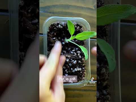 Another easy grow