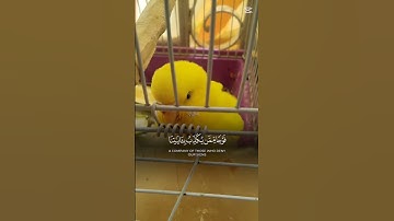 إحترم القرآن الكريم 🥲🙂😉🥺