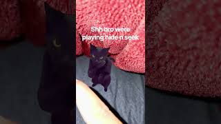shhh #funny #meme