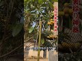 【自作果実採り神器】竹竿 + ハサミ + 金網で高所の果物採り~ #工作DIY #実用知識