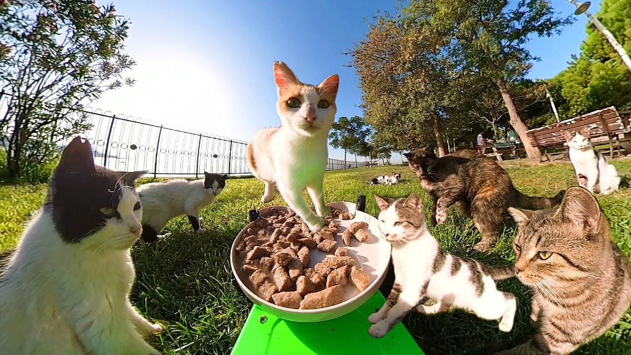 Cat Adventure: Food Delivery to Cats with RC Car 🚙🍽️🐱