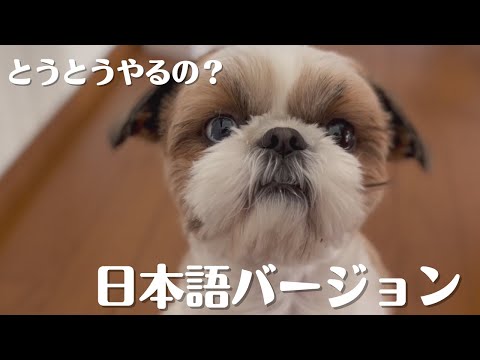 【シーズーこもぎ】とうとうやっちゃう？サブチャンネル　日本語バージョン