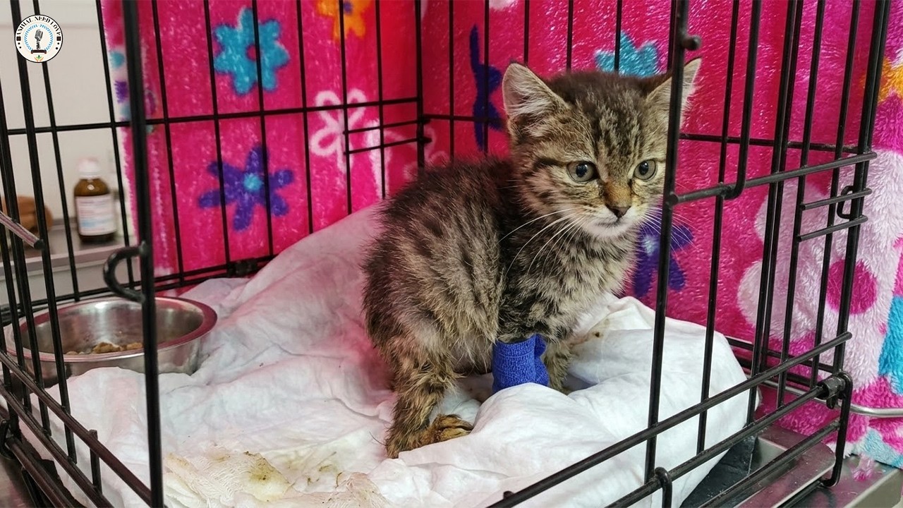 Родившись с врожденными дефектами, он доказал, что любовь может залечить его раны.