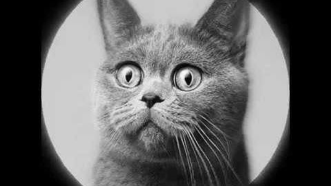 Daniel Steinberg & Nils Ohrmann feat. Hllywd - Lazy Bones