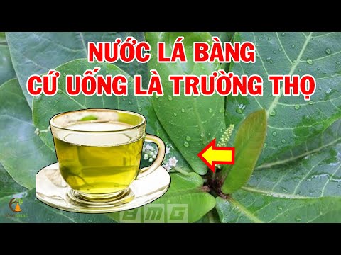 NƯỚC LÁ BÀNG Thần Dược Trời Ban Cho Người Nghèo, Dứt Điểm 10 BỆNH Cực Đơn Giản