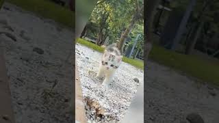 Download Lagu #lovely #cutepetshow #funny #wonderfulpet #catcute #pets MP3