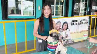 Doggie Obstacle Course, Sunset Puppy Yoga, Beer Garden And More At Petfest