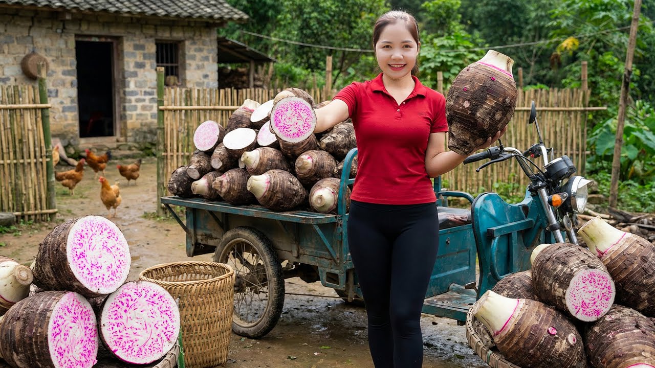 TIMELAPSE --  Harvesting 1000+ Giant Taro To Sell & Cooking Crispy Fried Taro Cakes | Han Harvesting