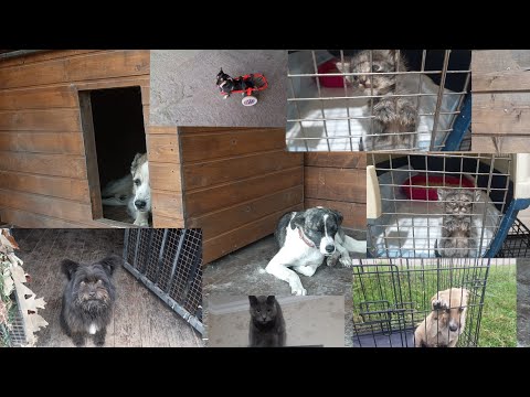"Пёс Граф " Сезонная депрессия/Спасённые собаки и котята поддерживают друг друга