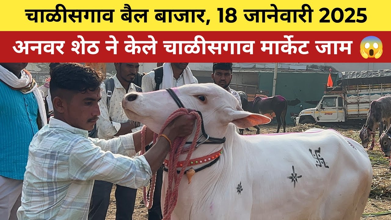 अनवर शेठ ने केले चाळीसगाव मार्केट जाम 😱 चाळीसगाव बैल बाजार, 18 जानेवारी 2025 😍 Chalisgaon bail bazar