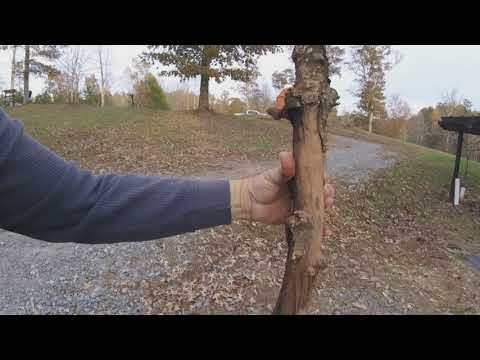 Easy how to make walking sticks