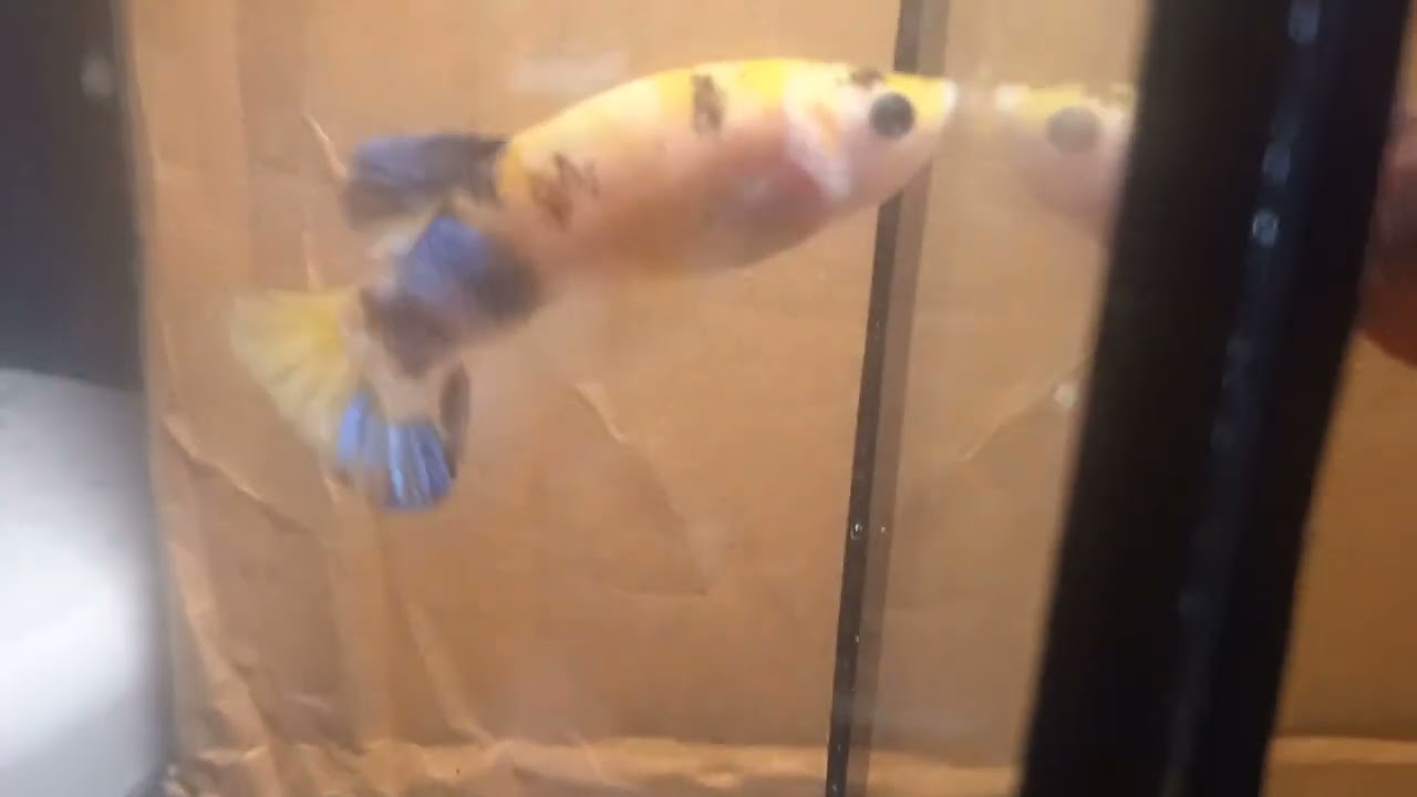 #พ่อแม่พันธุ์ปลากัดสวยงาม