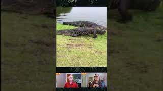 Alligators Fighting On Florida Golf Course