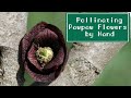 How to Pollinate Pawpaw Trees by Hand