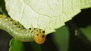 Larva Of The Sawfly Stock Video