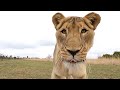 Lions In The Wild With #AskMeg |  The Lion Whisperer