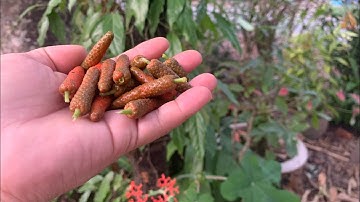 #lequangmobile_tv nhà có mấy dây tiêu lốp trái thấy mê😋😋😋😋