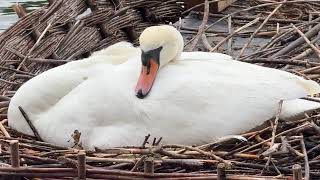 "A cygnet glides and feeds near a nesting platform as a black swan is nearby 🦢🐣🌧️🌊"