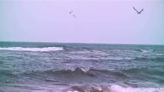 Gulf Birds: An Unrivaled Spectacle screenshot 5