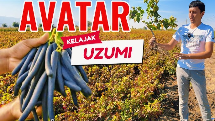 Vyazmada fohishani qayerdan topish mumkin Semiz eshak