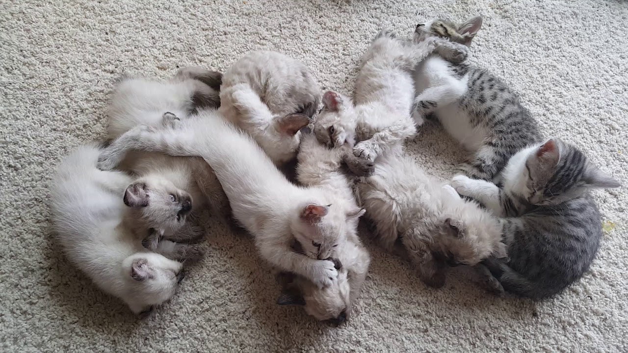 The Mohave Bob And Highland Lynx Kittens Youtube