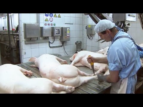 Modern Pork Slaughter & Processing Factory - Million Dollars Cooked Smoked Sausage Production Line