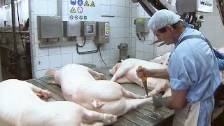 Modern Pork Slaughter & Processing Factory  Million Dollars Cooked Smoked Sausage Production Line