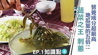 《雲端裡的知識點》蔬菜之王「刺蔥」有多厲害？原住民的天然香料營養成分超級高！｜雲端裡的49天｜第一集知識點#4