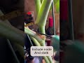 Propagate monstera plant with me monstera cutting monstera in water youtubeshorts shorts monstera