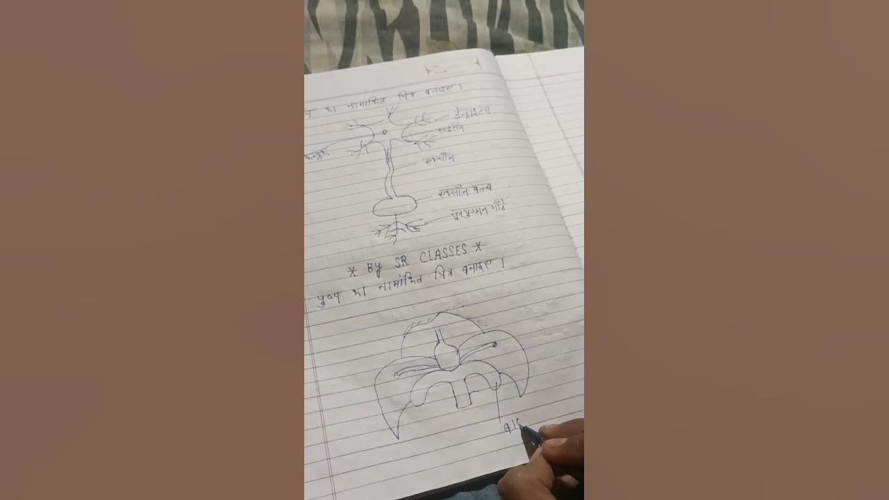 flowers diagram kaise banata hai pusap ka namankit chitra banaye by sr