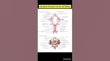 Cerebral Arterial Circle (of Willis) | Cerebral Vasculature | human anatomy | Biology Diagram