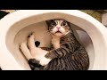 New Funniest Cats and Dogs 🐱🐶TRY NOT TO LAUGH PT.14