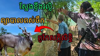 ស្នែងខ្ទីងវល្លិព្យាបាលពស់ចឹកពូកែសក្តិសិទ្ធ